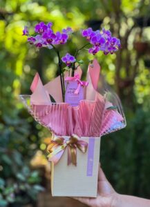 Orquídea 