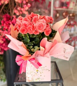 Begonia