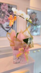 Orquídea 